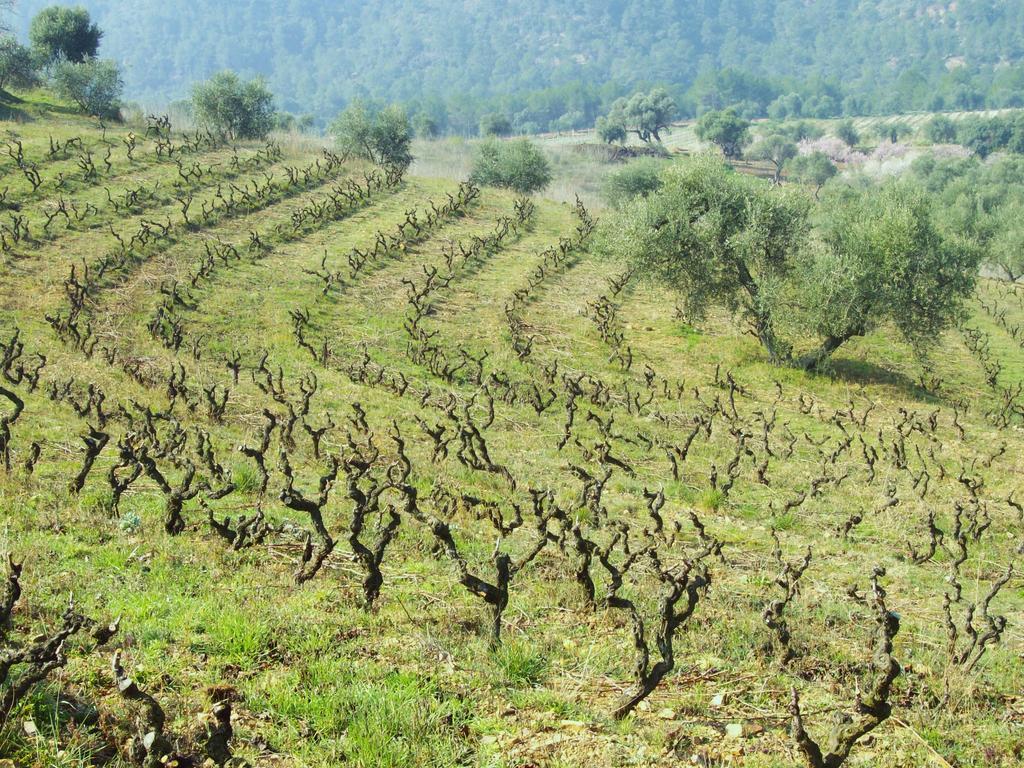 Mas Figueres Villa Marsá Екстериор снимка